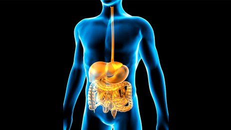 Sindirim Sistemi: İkinci Beynimiz